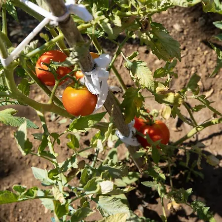 公寓 Apricus Domum 卡托克拉克阿纳